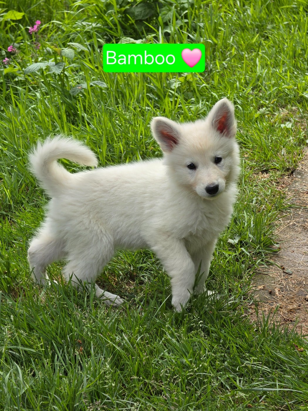 Bamboo - Berger Blanc Suisse