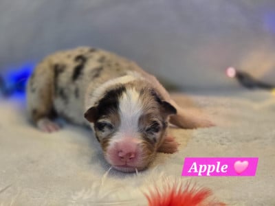 Les chiots de Berger Australien