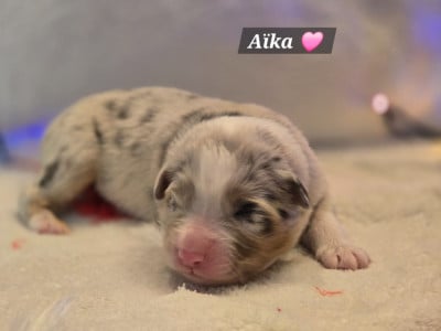 Les chiots de Berger Australien