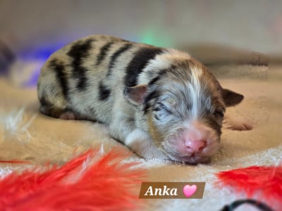 Les chiots de Berger Australien
