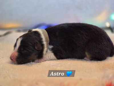 Les chiots de Berger Australien