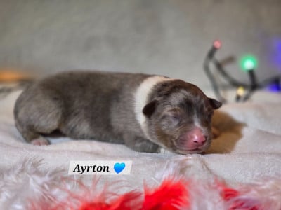 Les chiots de Berger Australien