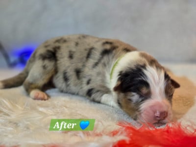 Les chiots de Berger Australien