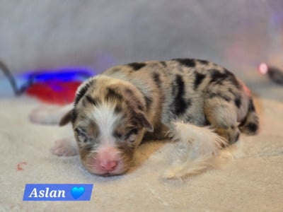 Les chiots de Berger Australien