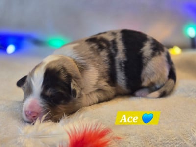 Les chiots de Berger Australien