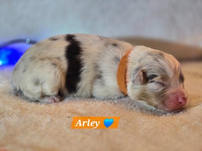 Les chiots de Berger Australien