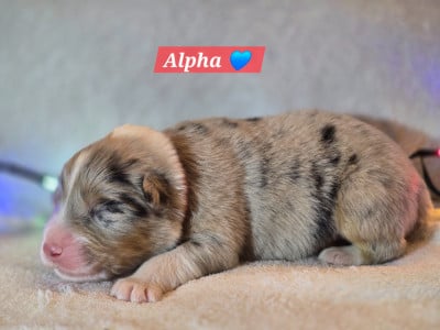 Les chiots de Berger Australien