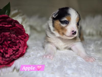 Les chiots de Berger Australien