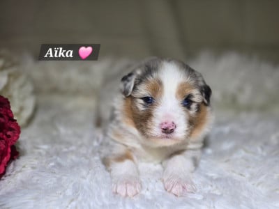 Les chiots de Berger Australien