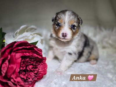 Les chiots de Berger Australien