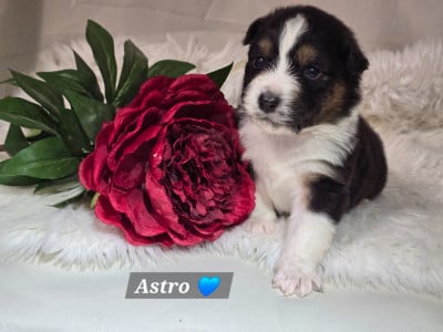 Les chiots de Berger Australien