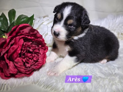 Les chiots de Berger Australien