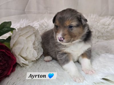 Les chiots de Berger Australien