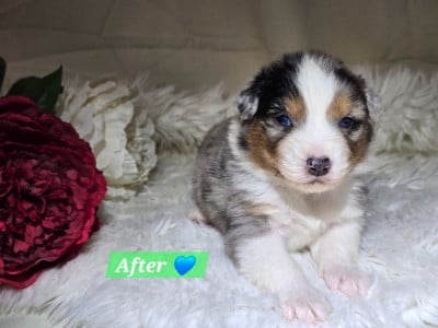 Les chiots de Berger Australien