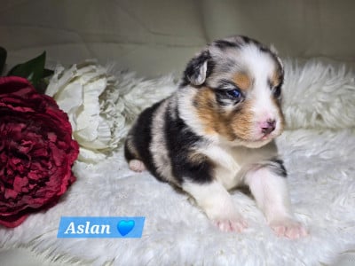 Les chiots de Berger Australien