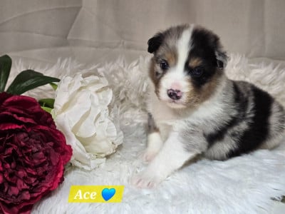 Les chiots de Berger Australien