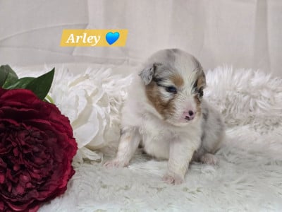 Les chiots de Berger Australien