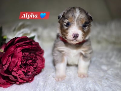Les chiots de Berger Australien