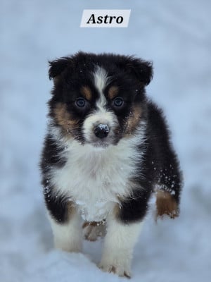 Les chiots de Berger Australien