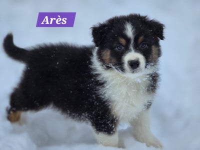 Les chiots de Berger Australien