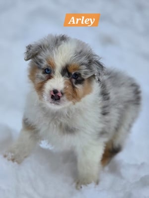 Les chiots de Berger Australien