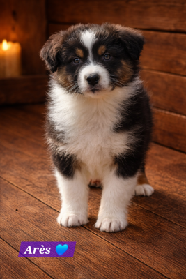 Les chiots de Berger Australien
