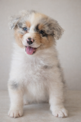 Les chiots de Berger Australien