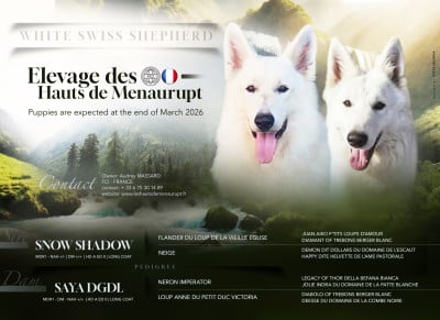 Les chiots de Berger Blanc Suisse