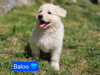 Les chiots de Berger Blanc Suisse