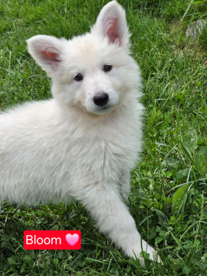 Les chiots de Berger Blanc Suisse