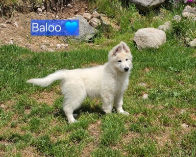 Les chiots de Berger Blanc Suisse