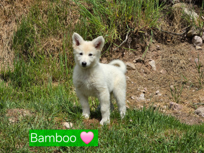 Les chiots de Berger Blanc Suisse