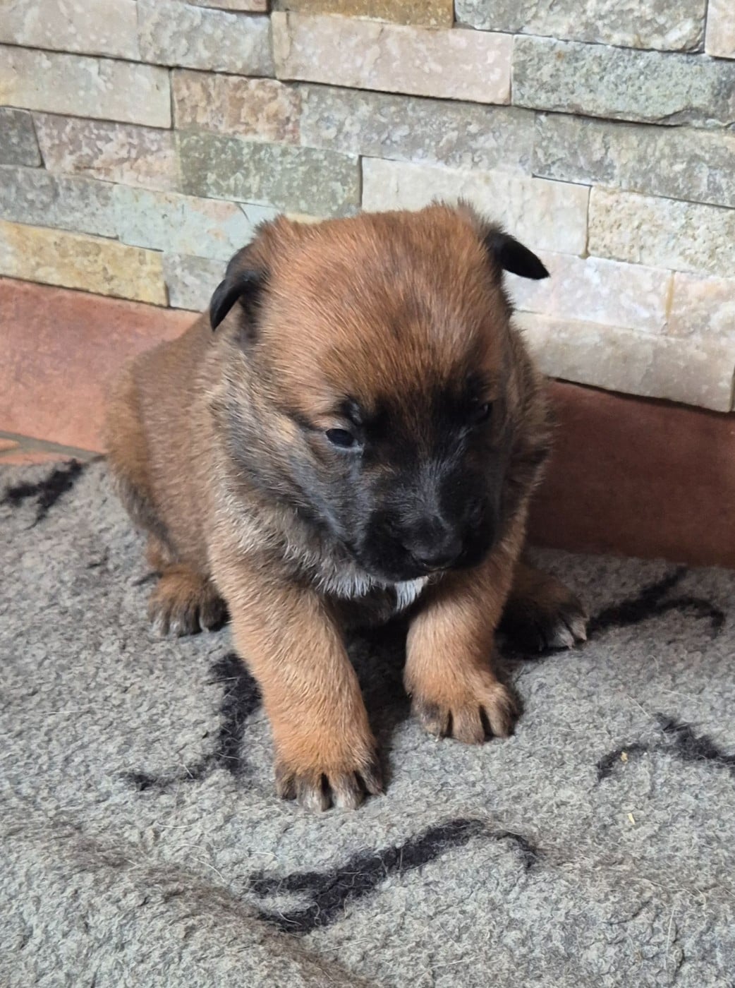 CHIOT 3 - Berger Belge