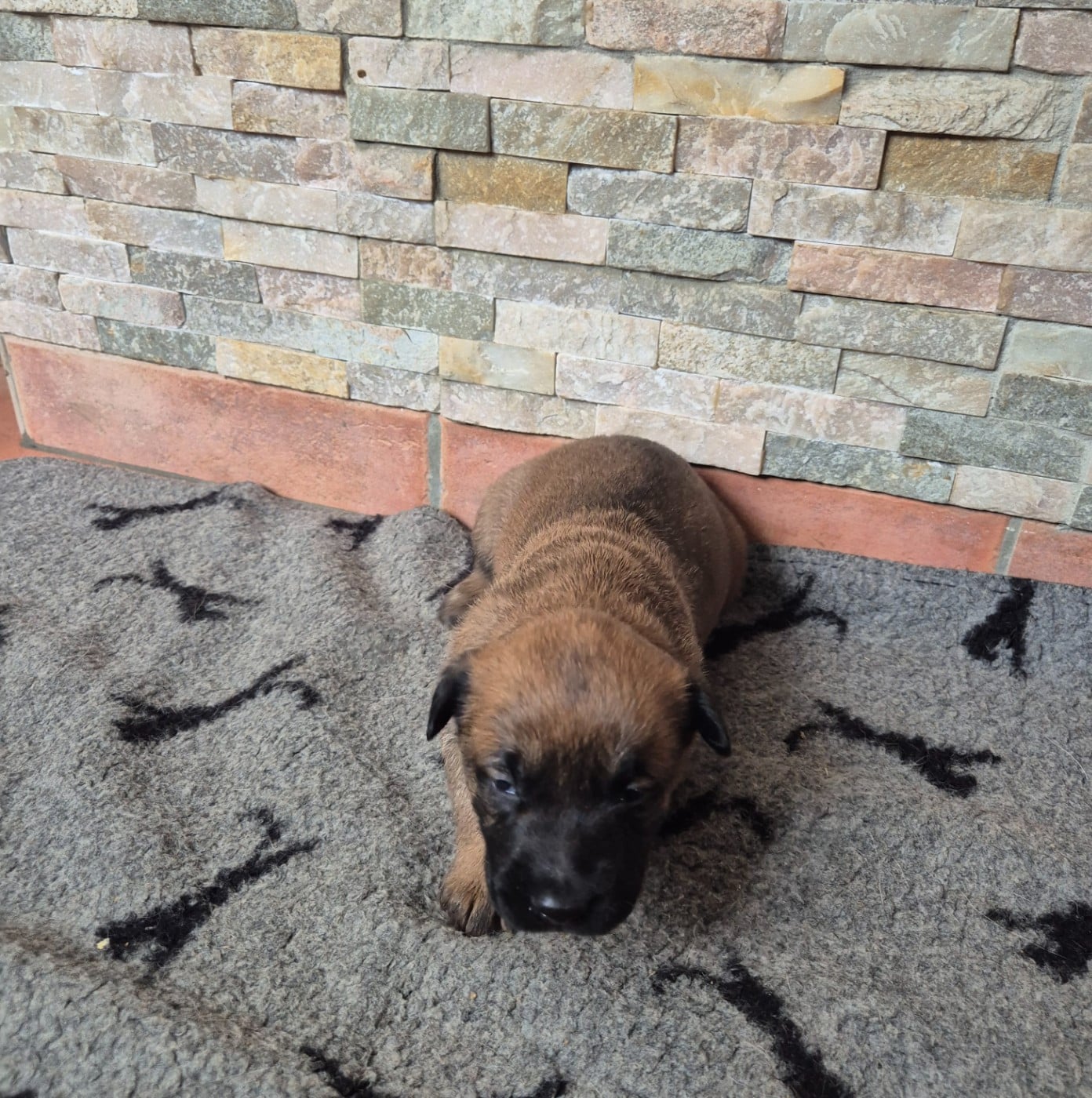 CHIOT 6 - Berger Belge