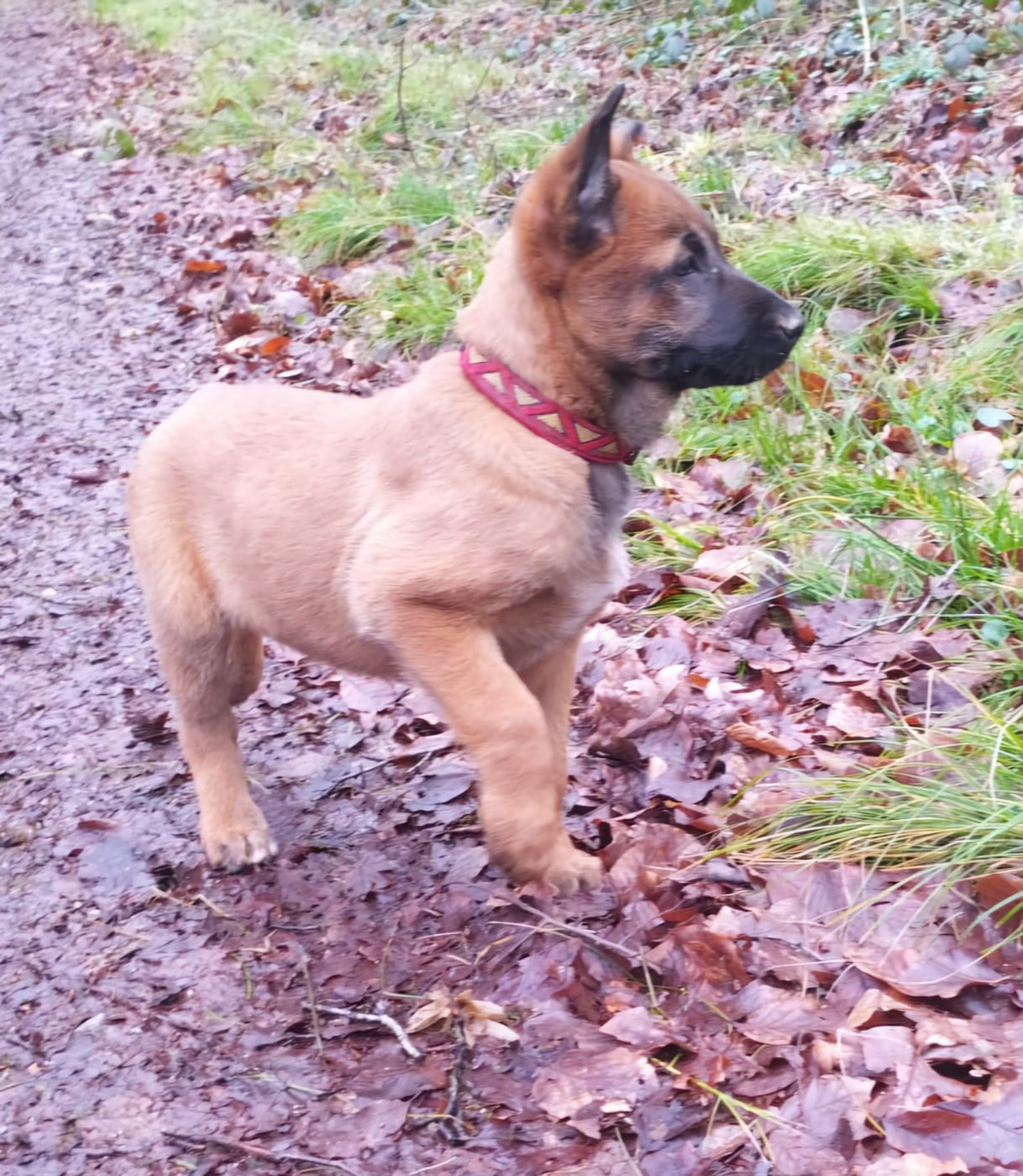 CHIOT 5 - Berger Belge