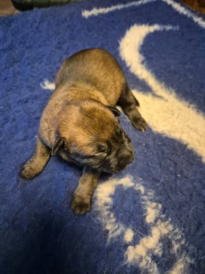 Les chiots de Berger Belge