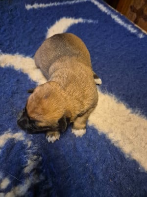 Les chiots de Berger Belge