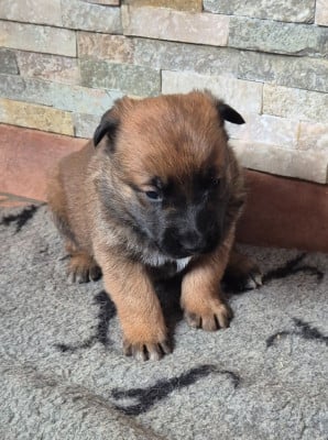 Les chiots de Berger Belge