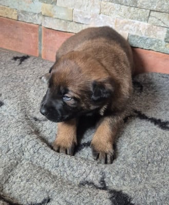 Les chiots de Berger Belge