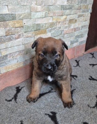 Les chiots de Berger Belge