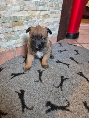 Les chiots de Berger Belge