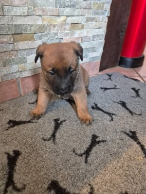 Les chiots de Berger Belge