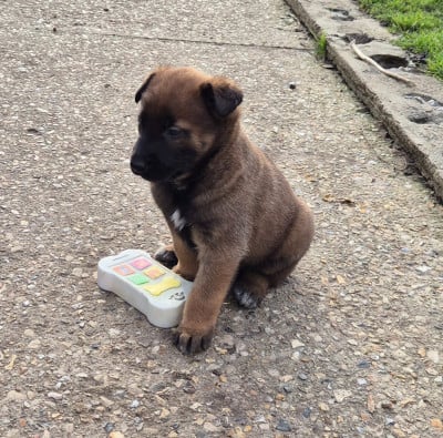 Les chiots de Berger Belge