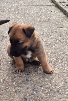 Les chiots de Berger Belge