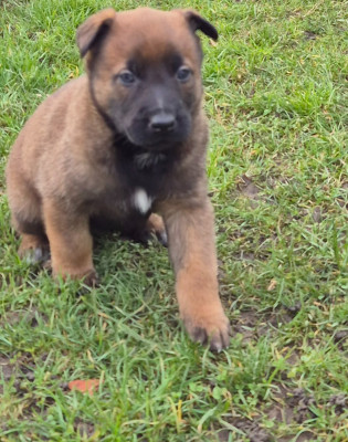 Les chiots de Berger Belge