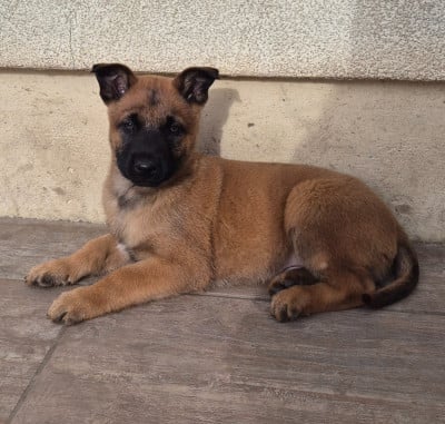 Les chiots de Berger Belge