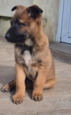 Les chiots de Berger Belge