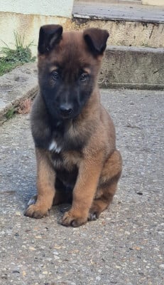 Les chiots de Berger Belge