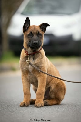 Les chiots de Berger Belge