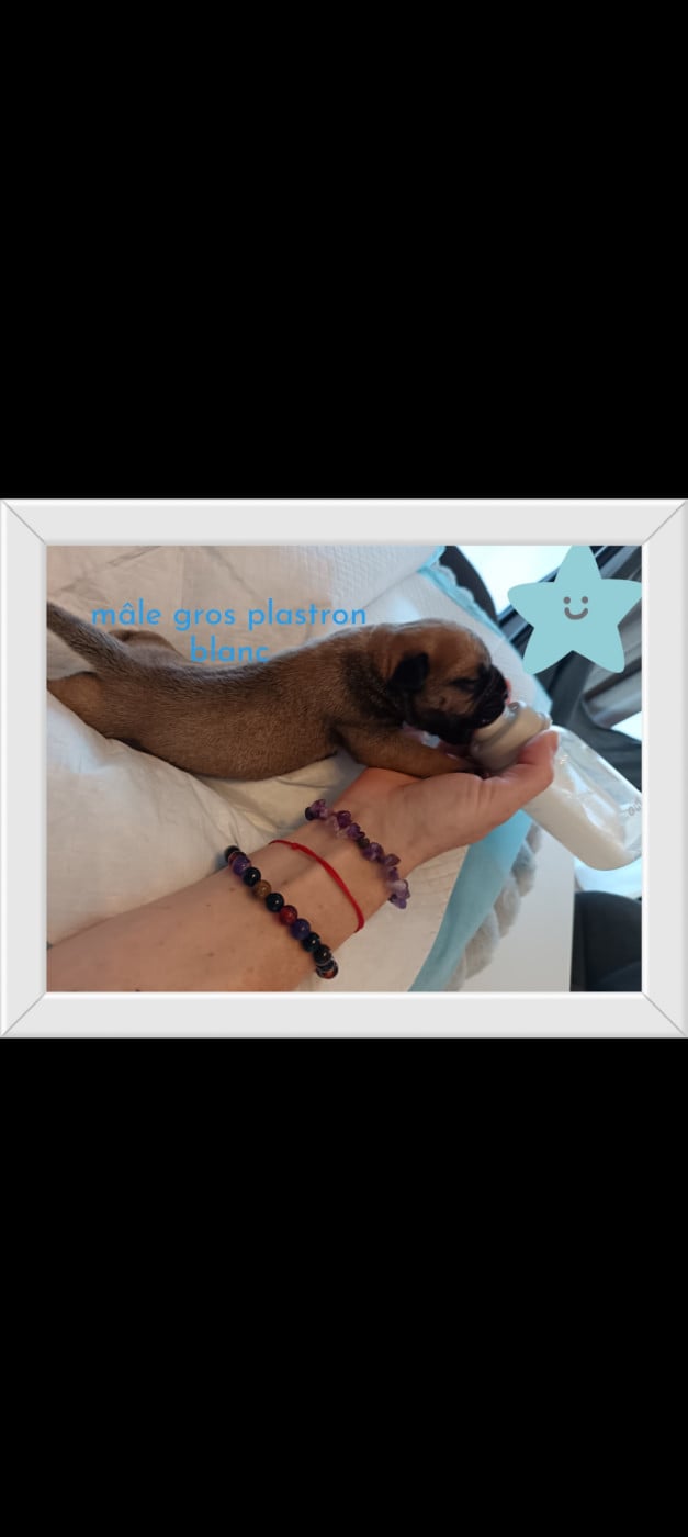 Mâle gros plastron blanc - Bullmastiff
